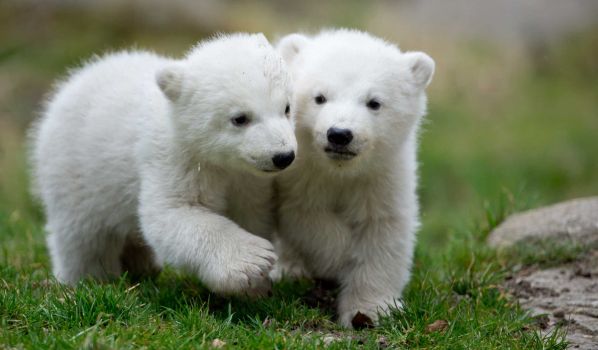 polar bears