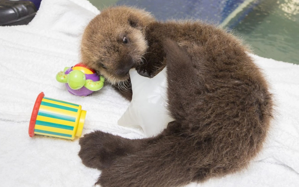 otter Pup 681