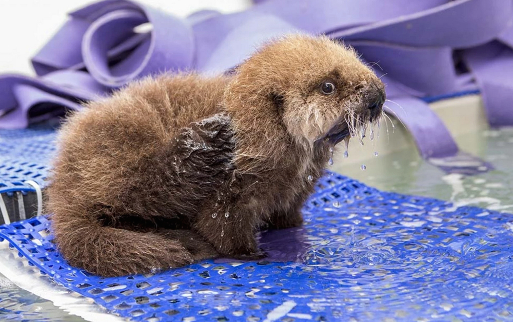 otter Pup 681