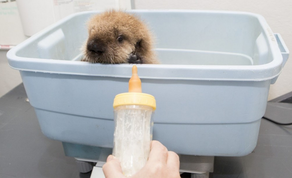 otter Pup 681